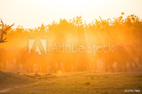 Picture of Elephants in Moremi National Park - Botswana